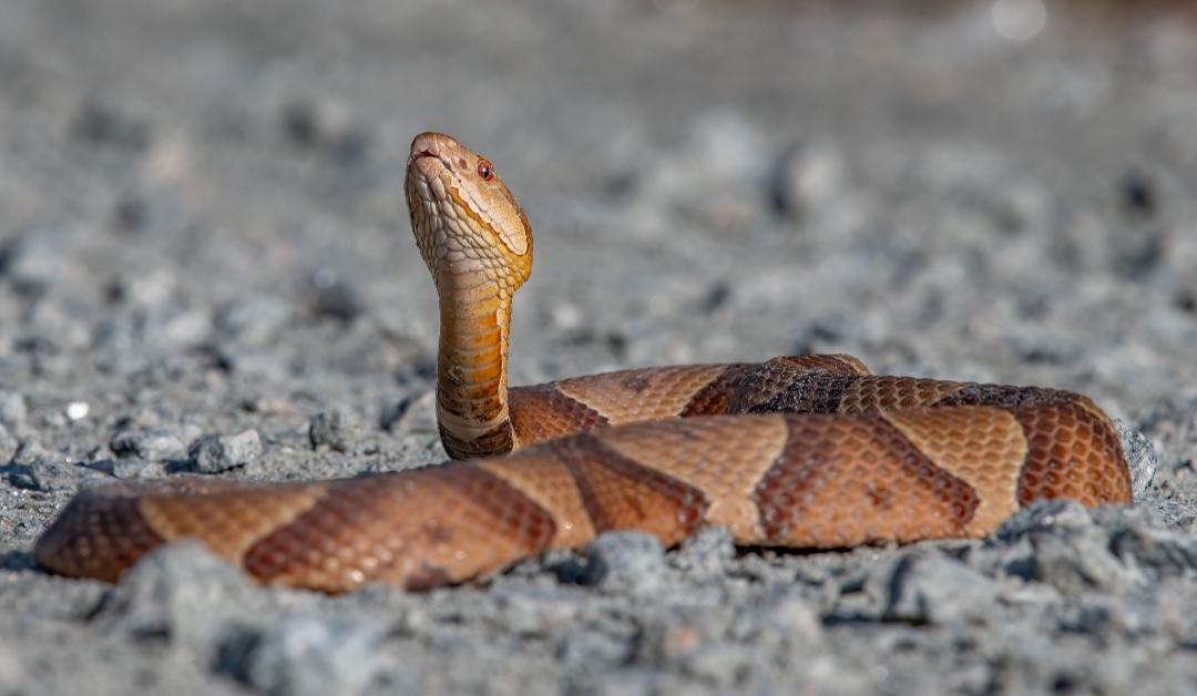 Missing Woman Survives 6 Days In The Australian Mountains After Getting Bitten By A Copperhead Snake