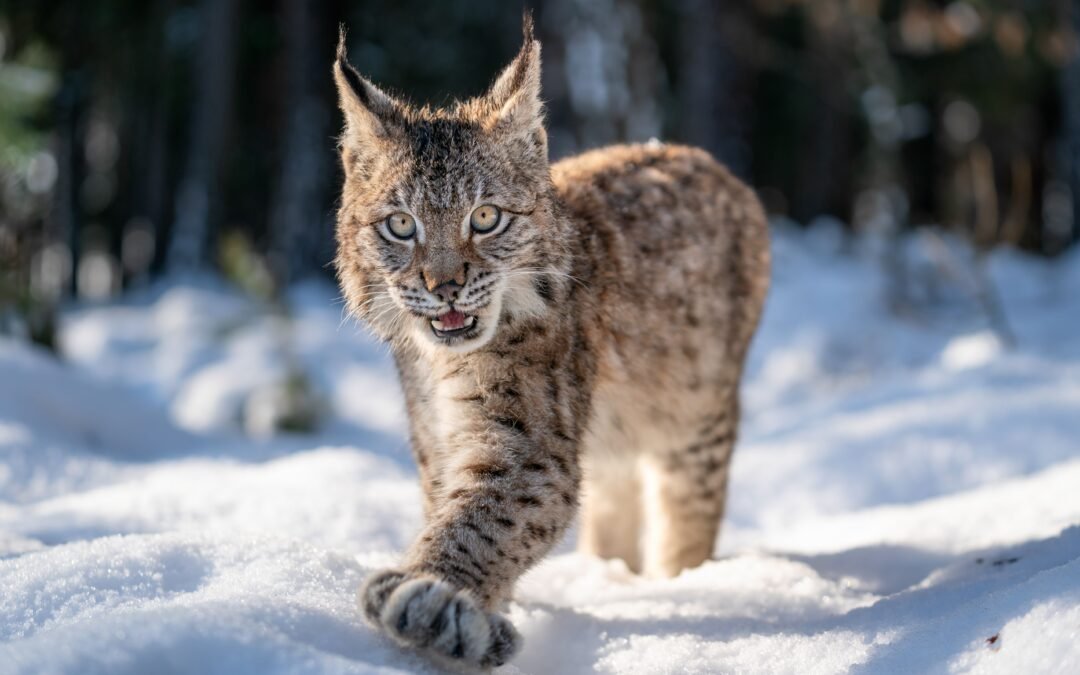 One of Four Eurasian Lynx Released Illegally in Scotland Cairngorms Dies Before Being Rehomed at Edinburgh Zoo