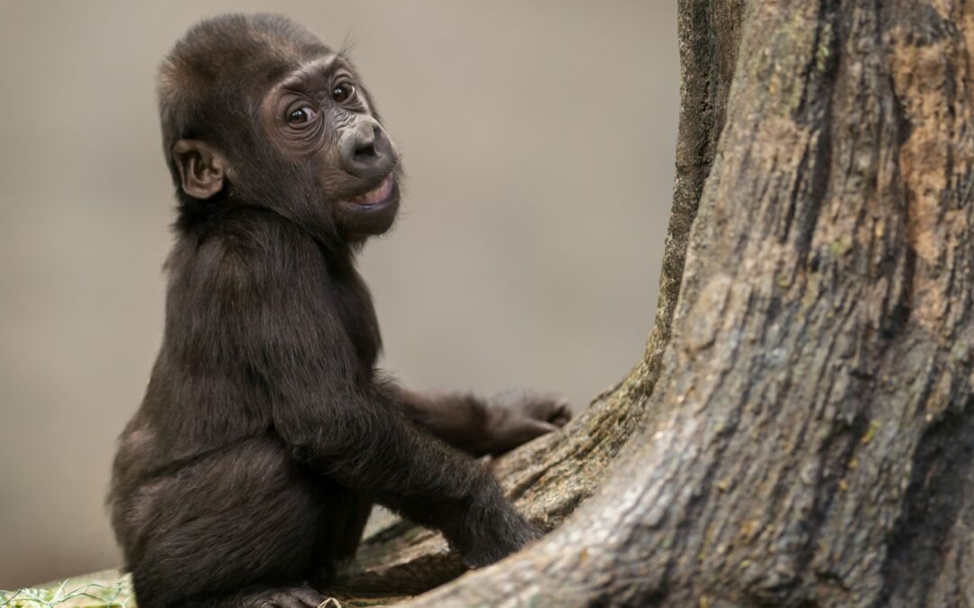 Critically Endangered Baby Gorilla Smuggled Onto Turkish Airlines Flight Bound for Thailand, Recovering After Being Rescued From Plane’s Cargo Hold