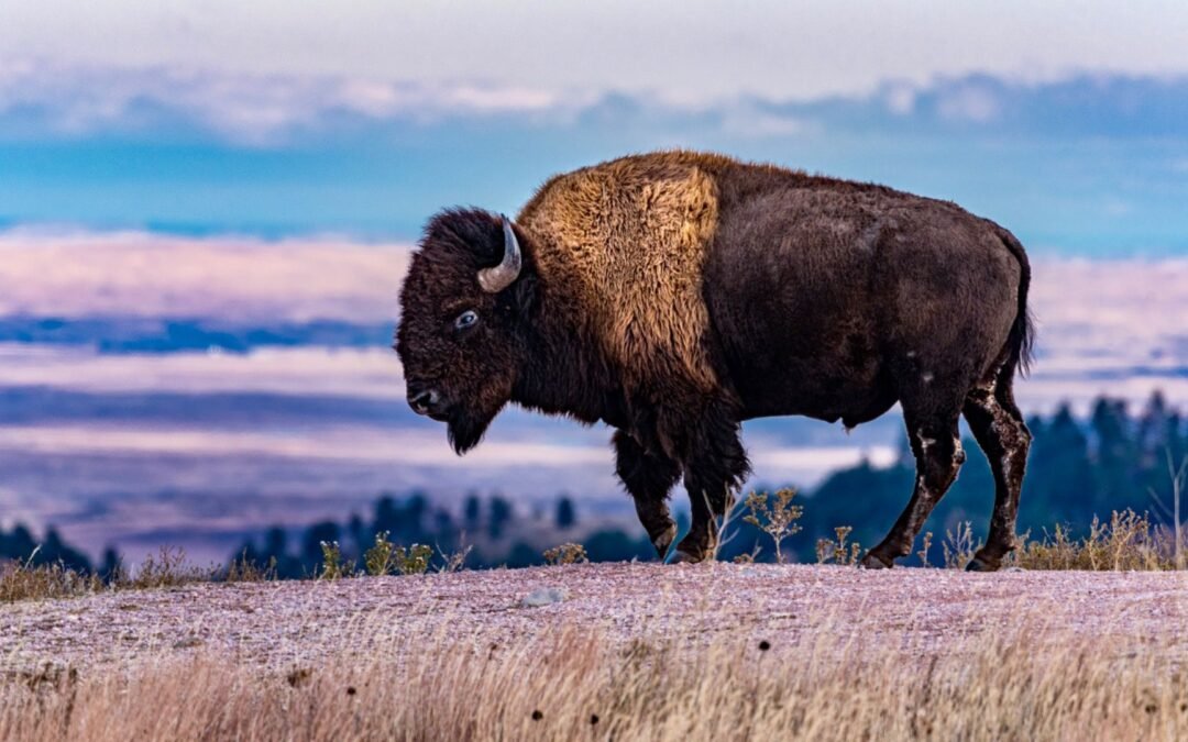 Ditch Yellowstone For These Underrated Parks Where You Can See Bison Too
