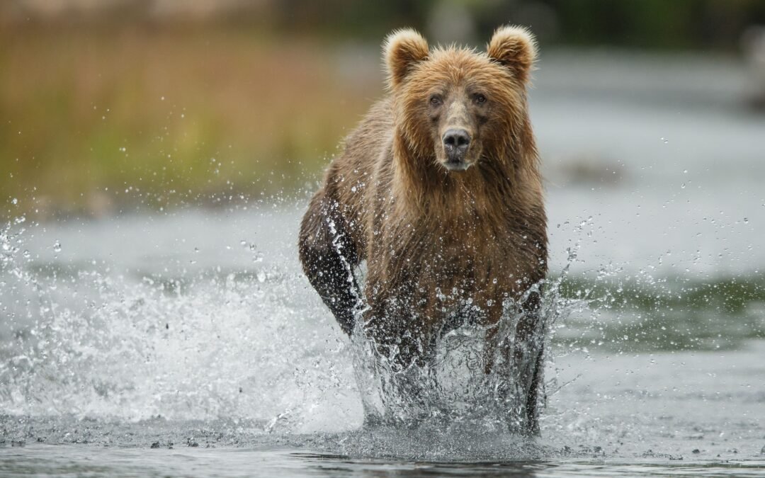 The Most Fatal Animal-Related Attack Areas In The US