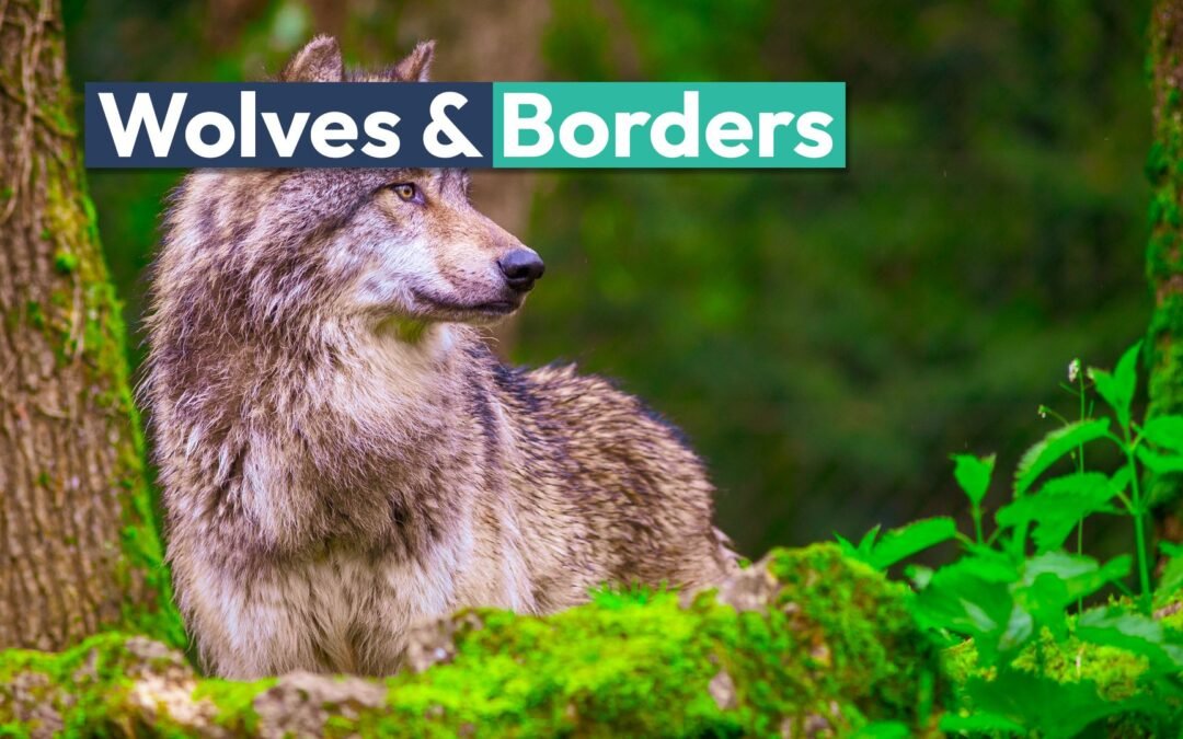 Colorado Has An Agreement In Place If Reintroduced Wolves Take A Turn Into Utah