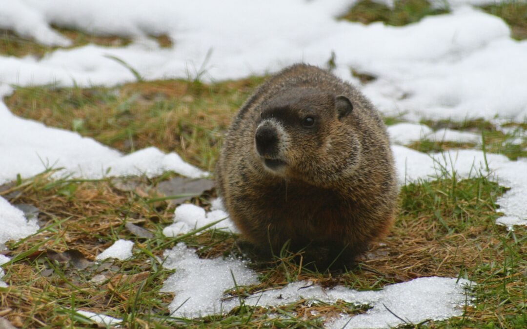 Scientists Reveal The Top Groundhog To Watch For Spot-On Predictions In 2025