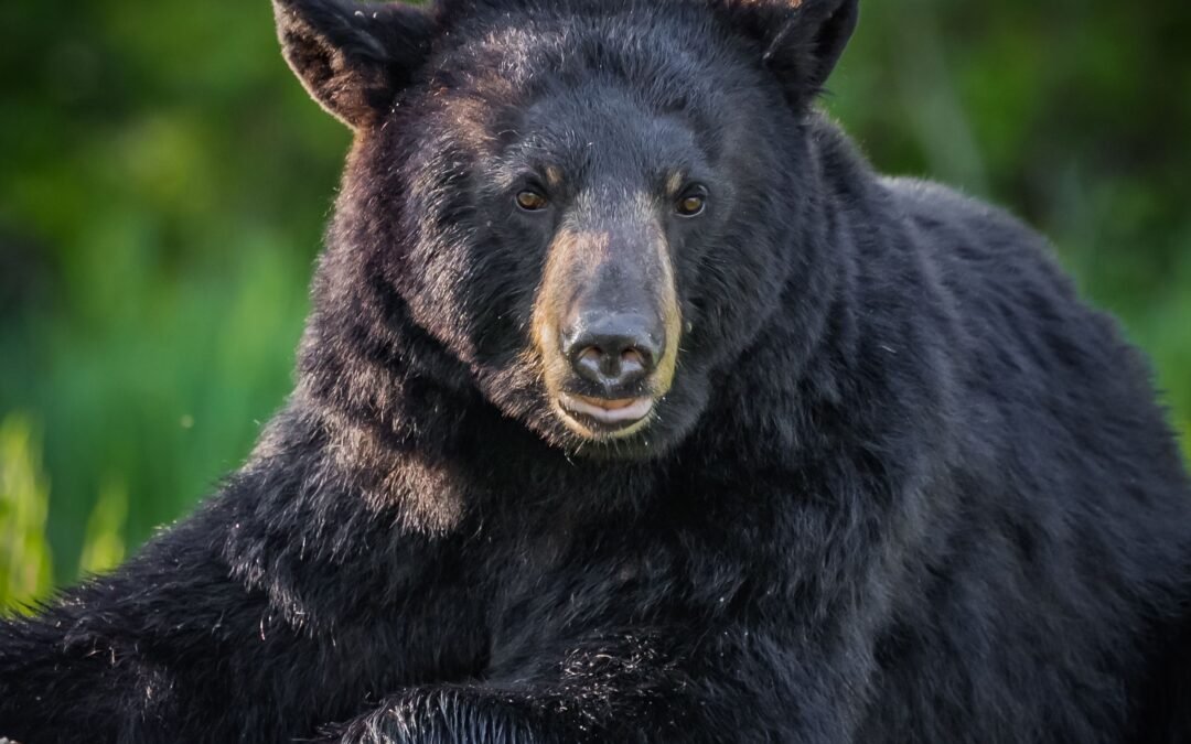 525-Pound Black Bear Released in Angeles National Forest After Finding Refuge From Eaton Fire Under Altadena Home