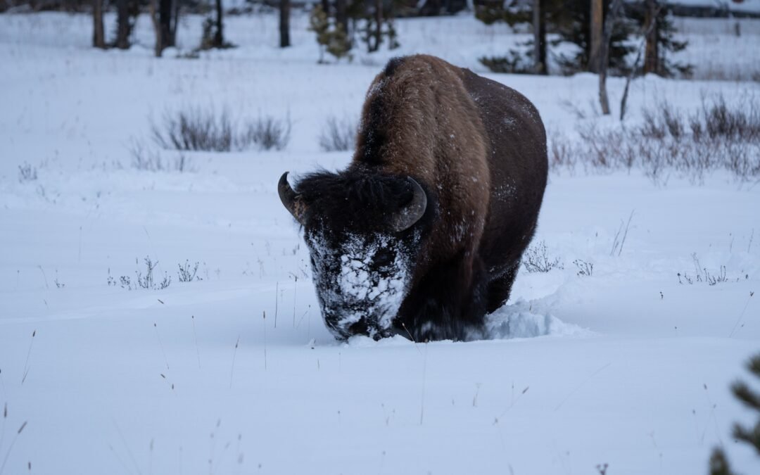 Yellowstone National Park Issues Yet Another Advisory To Visitors Feeding The Wildlife
