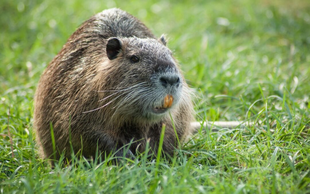Feds Are Pushing People To Eat A Rodent That Is “Invasive And Delicious”