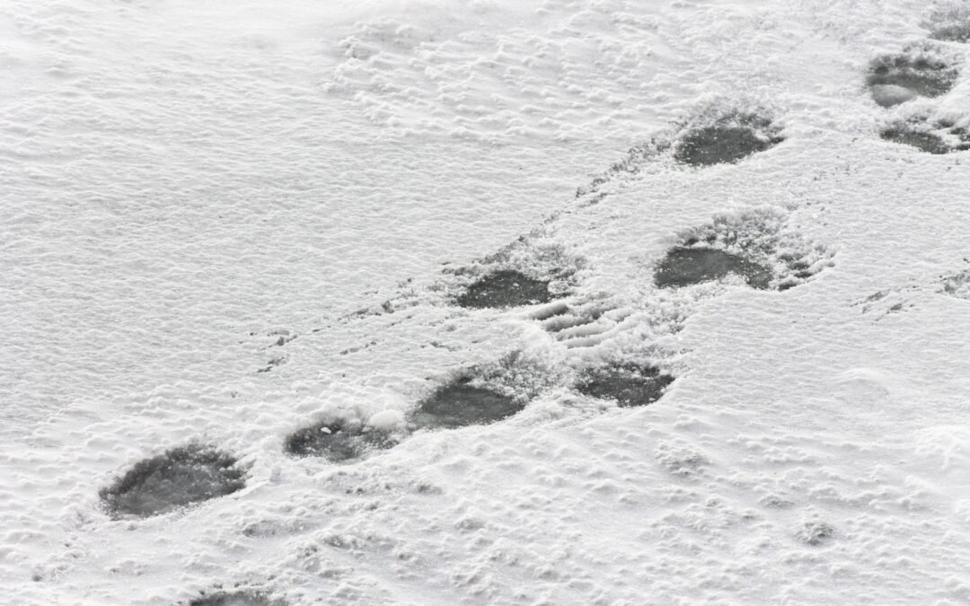 Yellowstone Officials Warn Visitors To Be “Bear Aware” As First Bear Tracks Of Season Confirmed