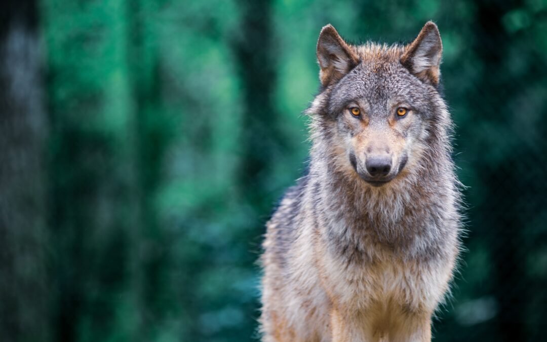 Gray Wolf Numbers Are On The Rise In Europe