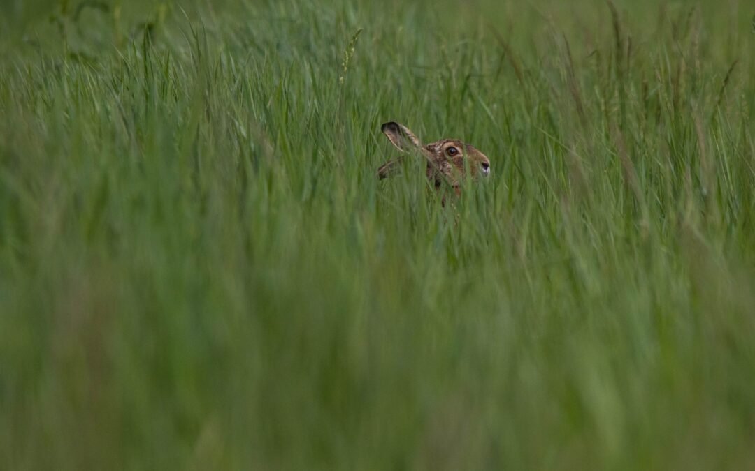Experts Rejoice As Rare Mammal Finally Resurfaces In Mexican Forest 120 Years Later