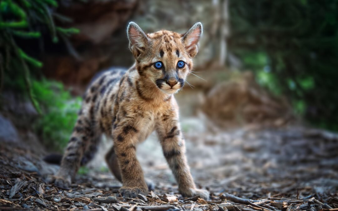 The Department Of Natural Resources Is Keeping Track Of The Cougar Cubs Found In Michigan