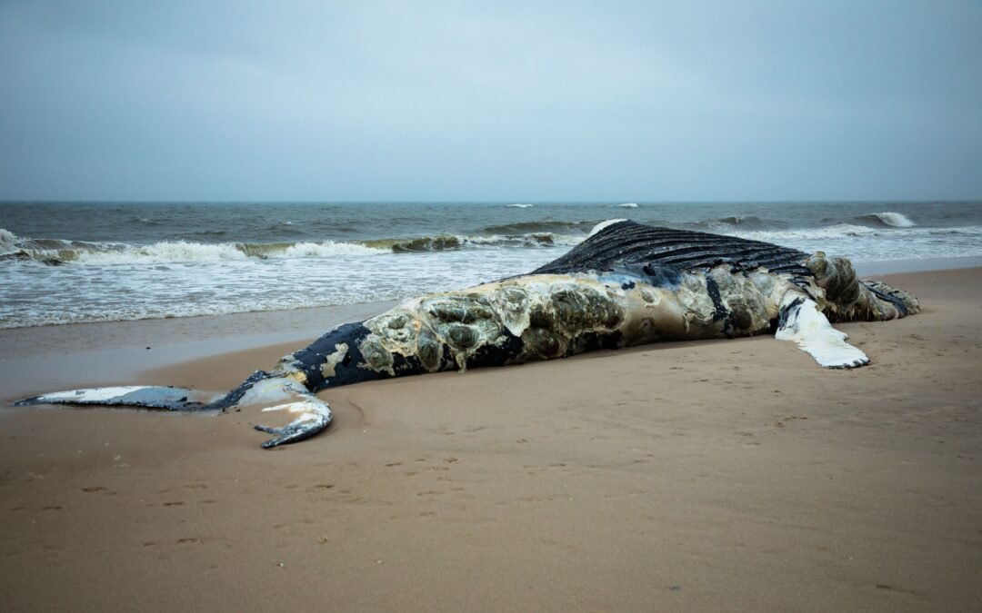 Death Toll On The Rise For Humpbacks On The East Coast