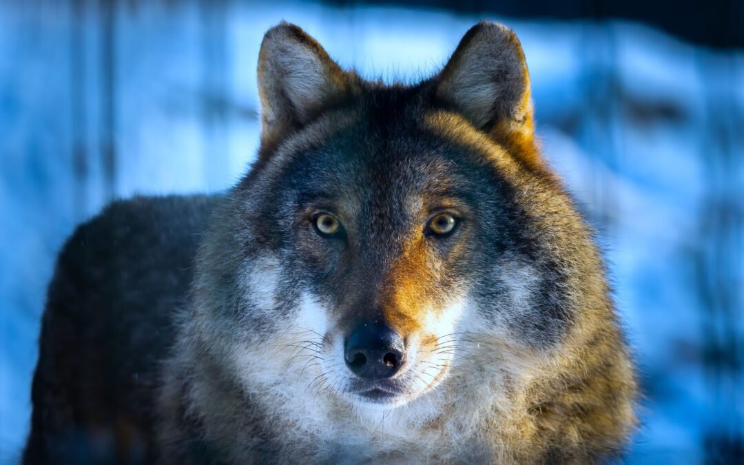 The Dire Wolf Has Officially Been De-Extinct After Being Gone 12,500 Years