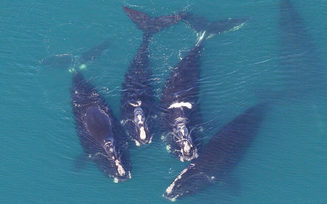 Whales Flock To The Cape Cod Area, With Dozens Of Endangered Whales Making A Welcomed Appearance