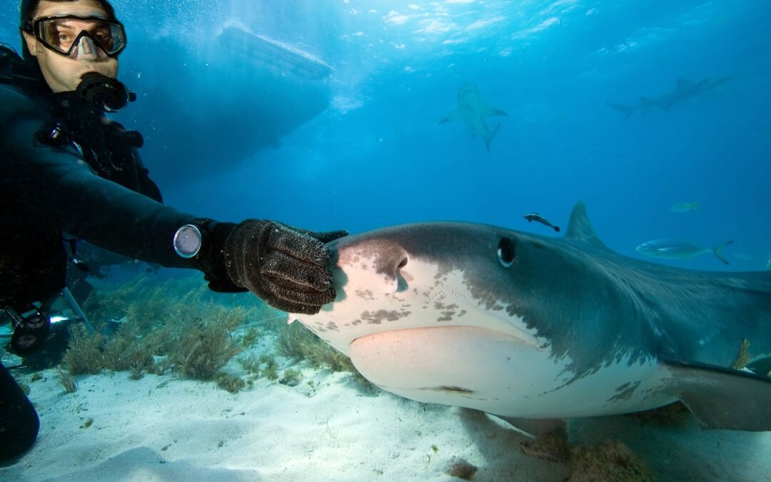 Experts Convinced That Certain Social Media Influencers Could Be Contributing To The Increase in Shark Attacks