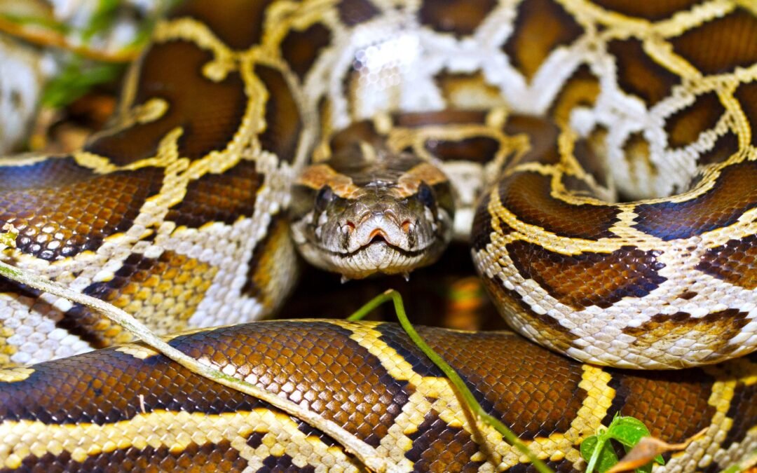 One Of The Biggest Threats To U.S. National Parks Is A Problem Rarely Addressed