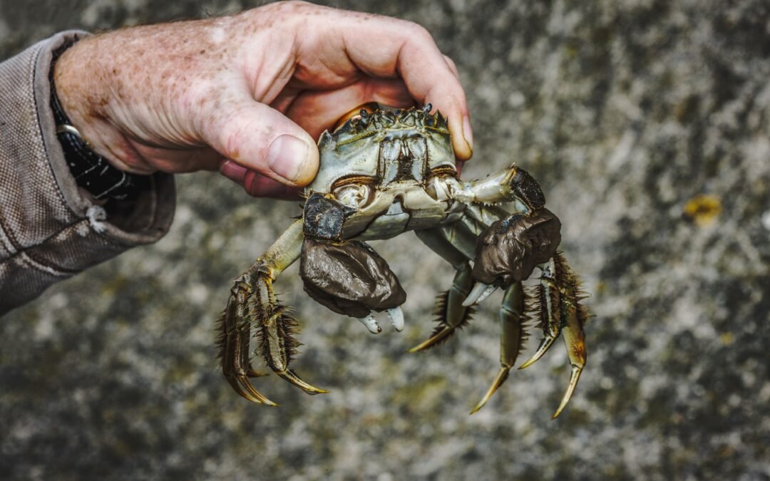 Experts Are Uneasy As A Chinese “Invader” Just Reappeared In The Pacific Northwest