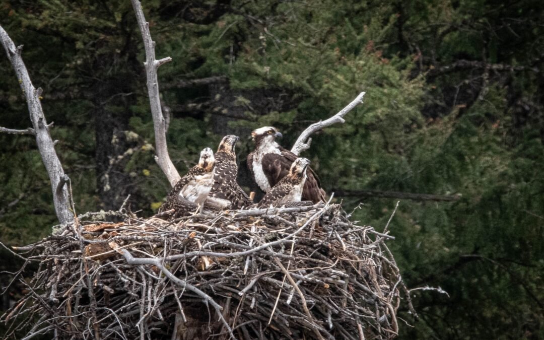 Yellowstone National Park Gets Standing Ovation For Steep Penalty Over Drone User Illegally Harassing An Osprey Nest