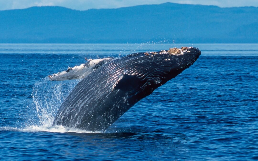 Up Close Encounters with Bears and Whales