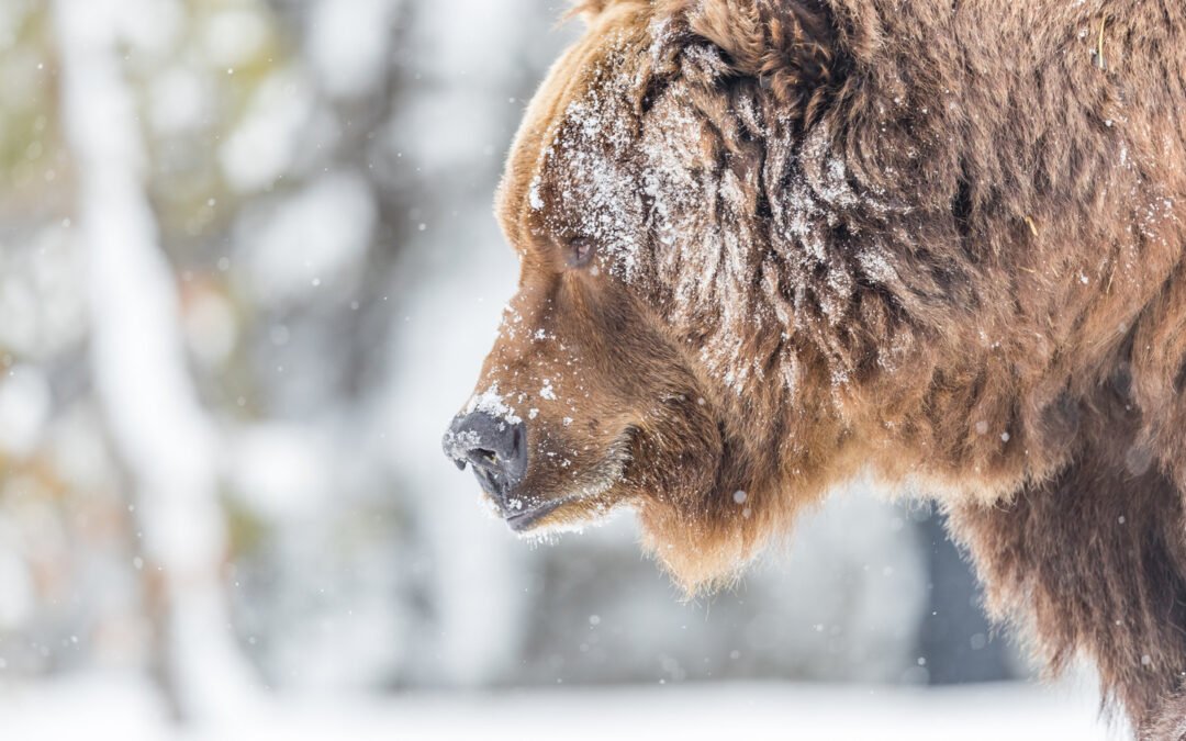 Yellowstone National Park Visitors Alerted By New Signs Warning Of Ongoing Experiment On Bears