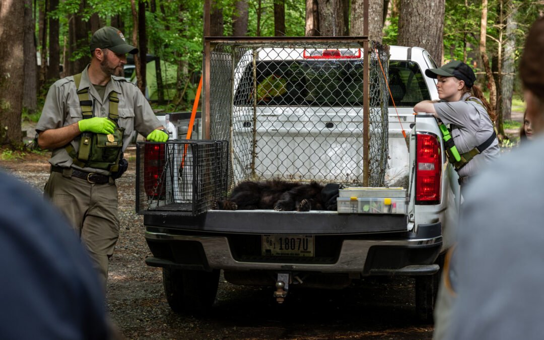 California National Parks At Increasing Risk Of Criminals’ Multi-Billion-Dollar Black Market Operations