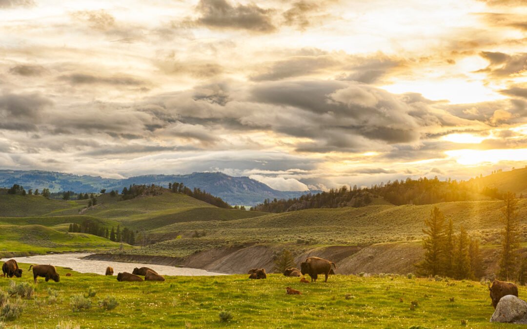 Yellowstone National Park’s Beloved Animal Baffles Scientists After Mysterious Changes Unfold